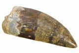 Serrated, Carcharodontosaurus Tooth - Huge Dinosaur Tooth #252497-1